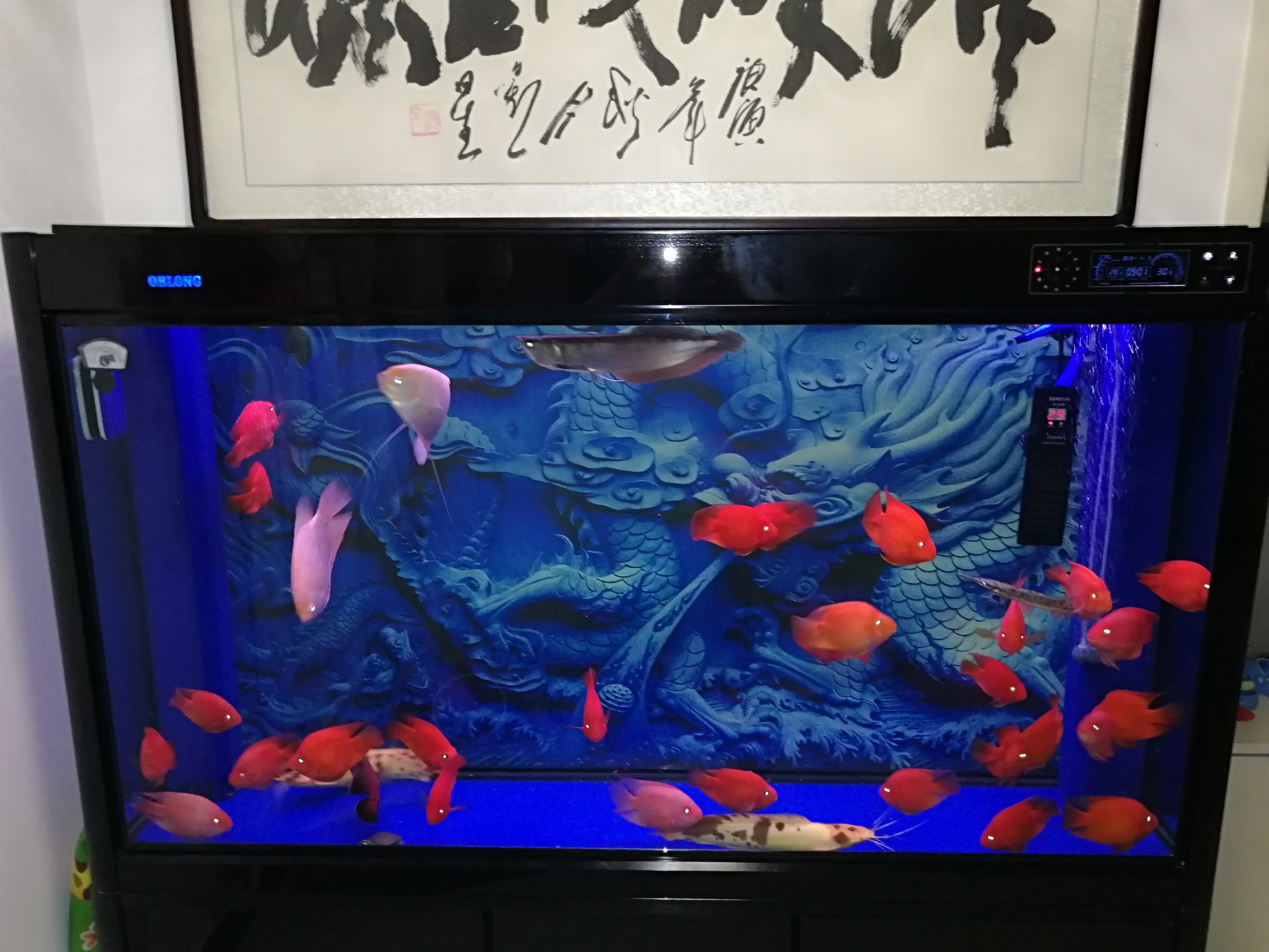 新背景效果不錯 水族維護服務（上門） 第4張