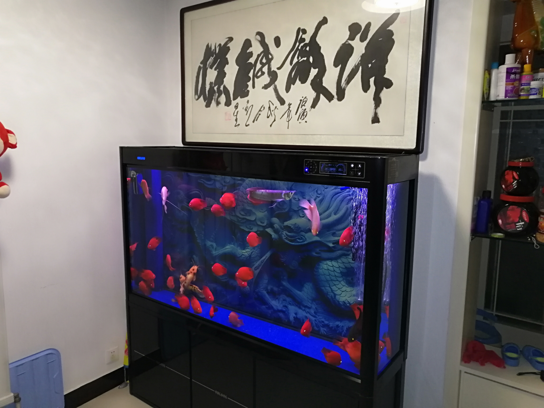 新背景效果不錯 水族維護服務（上門） 第5張