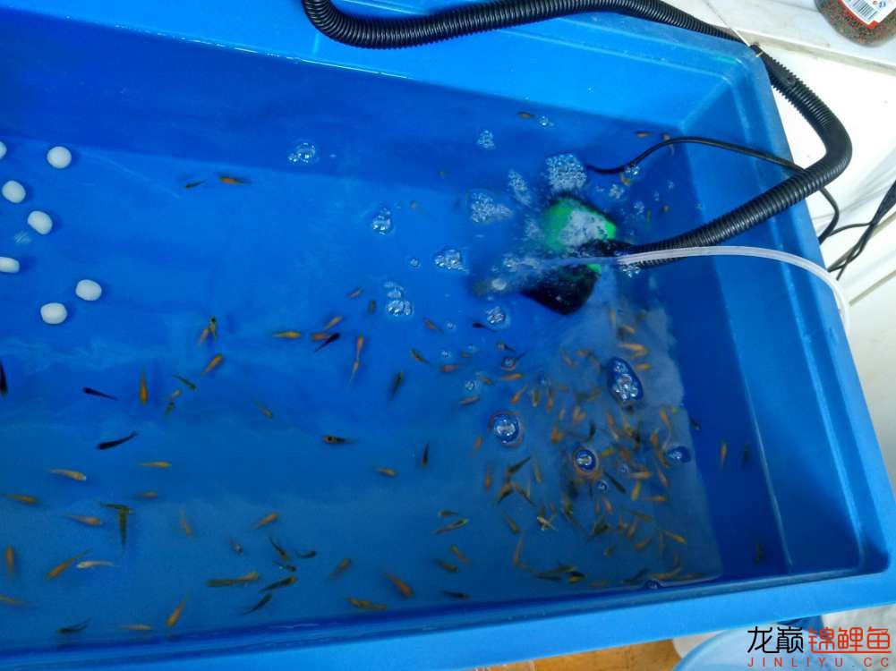 新進(jìn)200條夏花 黑桃A魚(yú)苗 第12張