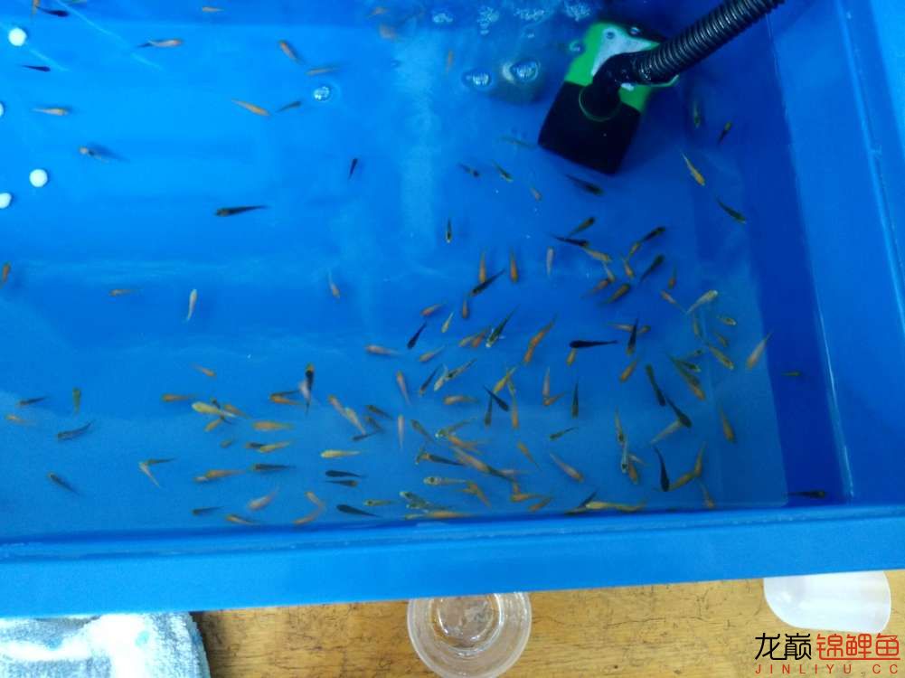 新進(jìn)200條夏花 黑桃A魚(yú)苗 第15張