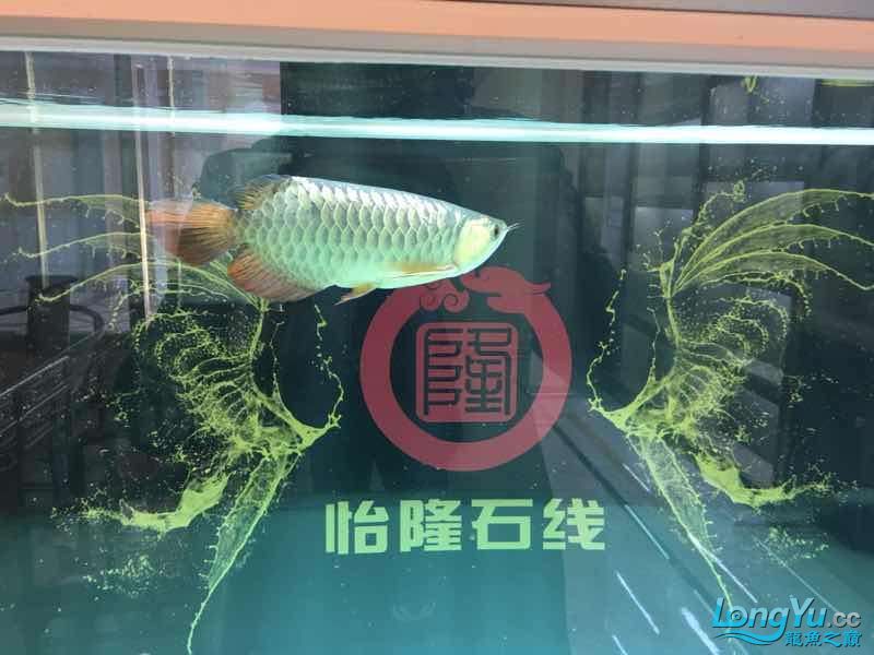 在曬曬我的雙龍一虹混養(yǎng) 球鯊魚 第4張