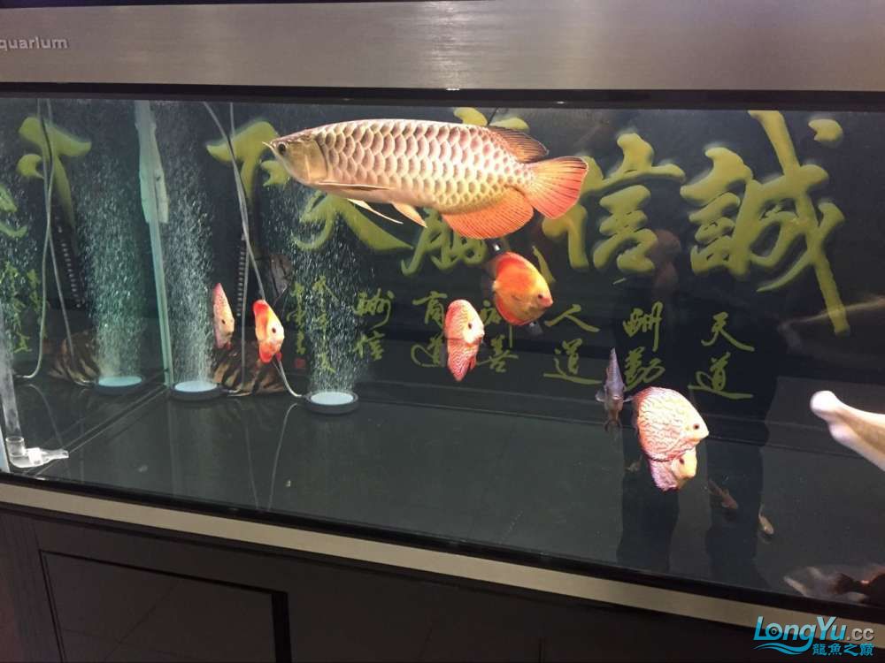 四海水族泰國貿(mào)易邀你來拼魚+從折騰到平靜