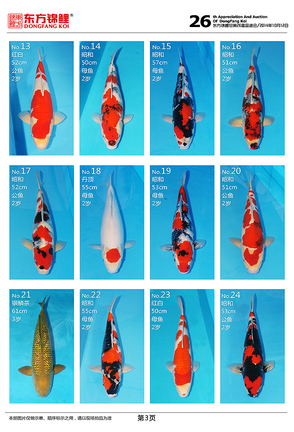 10月12日星期日北京東方錦鯉2014年秋季拍賣會上的一些魚照片 黑水素 第3張