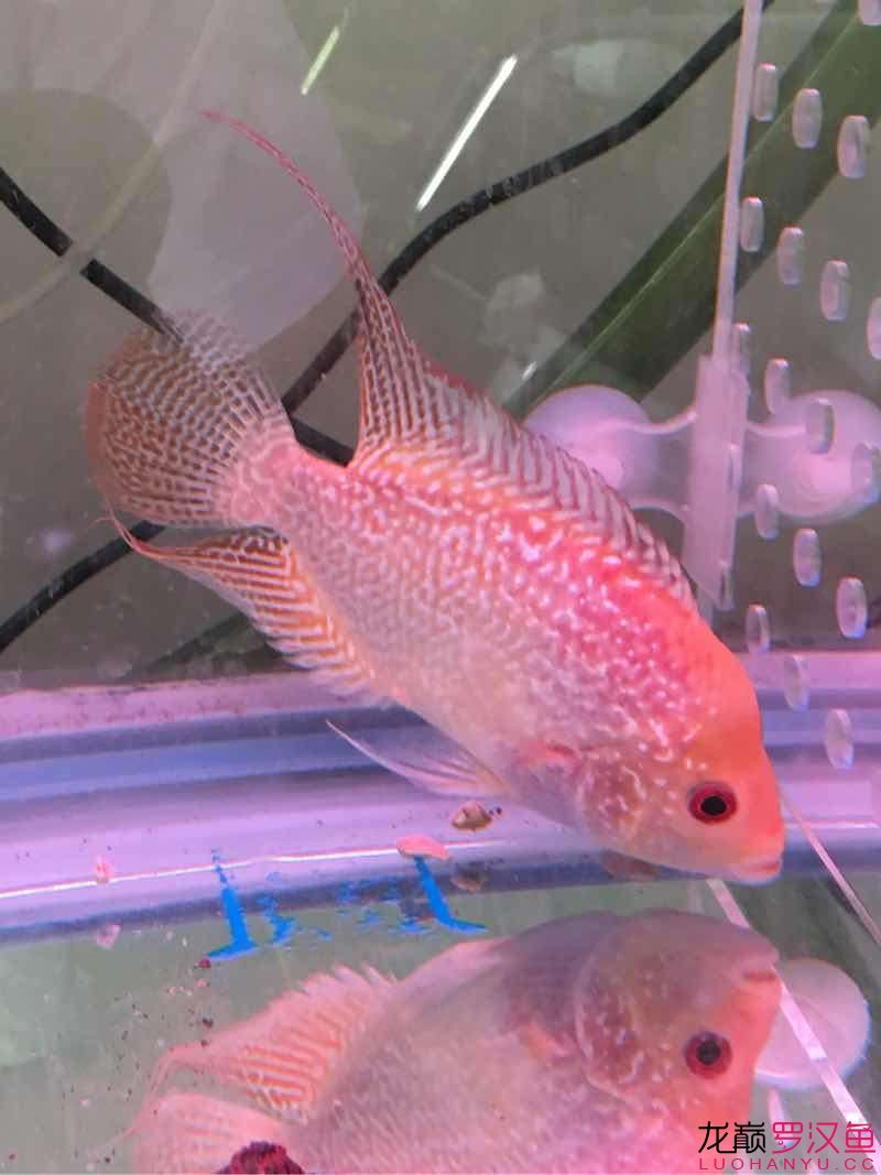 求解這是什么魚 蘇虎苗（蘇門答臘虎魚苗） 第5張