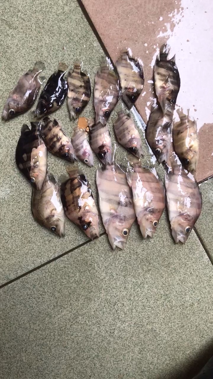 血和淚啊 杰西卡恐龍魚 第1張