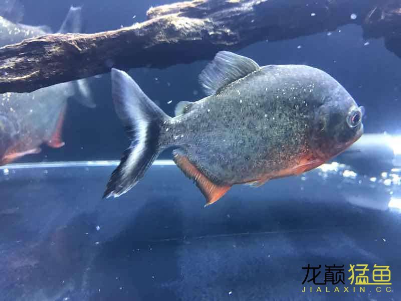 我這個(gè)是紅腹水虎嗎 食人魚（水虎） 第1張