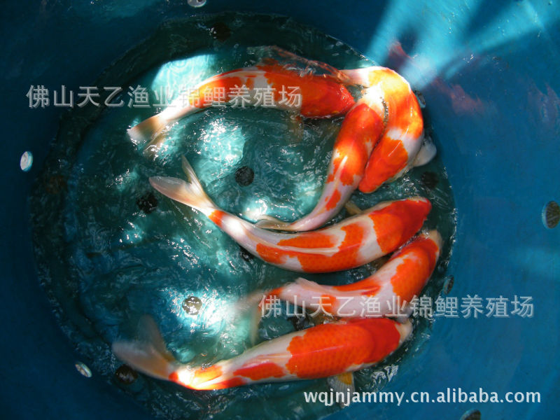 水蝸牛_蘋(píng)果螺 南美異形觀賞魚(yú) 第4張