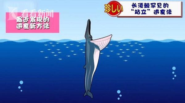 北京哪能買到女王大帆呀？鄭州水族箱魚缸價格 女王大帆魚 第2張