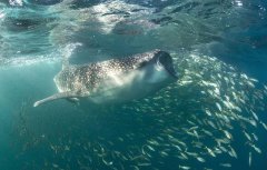 嘉峪關(guān)水族館teedel牌的氧氣泵 觀賞魚市場(chǎng)（混養(yǎng)魚）