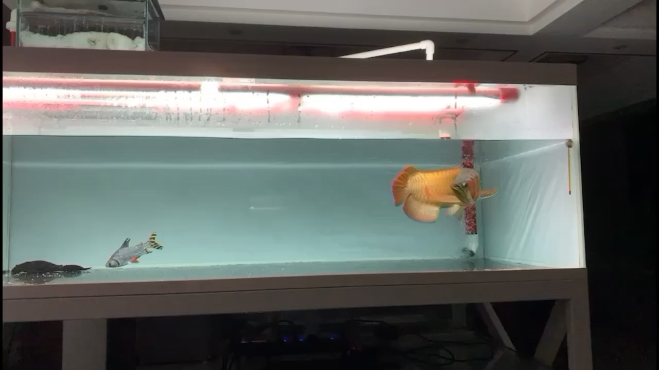 紹興水族館我的RSK限量毒椒