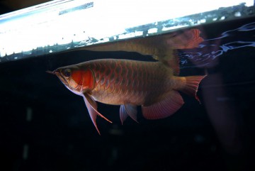 雞西水族館廣東省水族協(xié)會龍魚分會重組大會圓滿成功