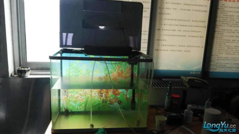 偶得愛魚特此建檔感謝河北小高