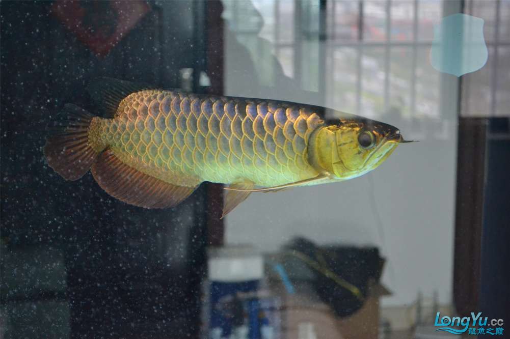 重金屬古典過(guò)背后續(xù)更新之魚(yú)心難測(cè) 祥龍龍魚(yú)魚(yú)糧 第5張