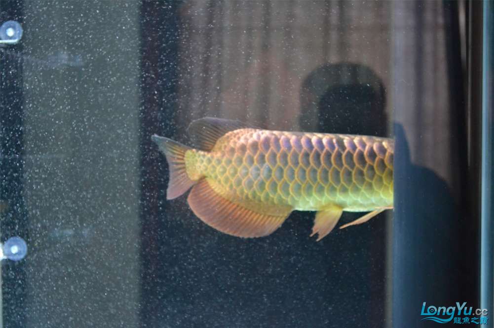 重金屬古典過(guò)背后續(xù)更新之魚(yú)心難測(cè) 祥龍龍魚(yú)魚(yú)糧 第7張