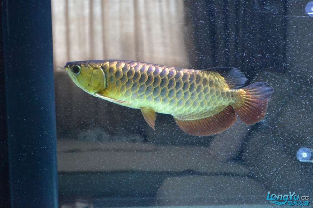 重金屬古典過(guò)背后續(xù)更新之魚(yú)心難測(cè) 祥龍龍魚(yú)魚(yú)糧 第11張