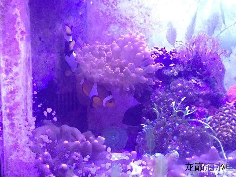 淄博觀賞魚市場走幾張 觀賞魚市場（混養(yǎng)魚） 第6張