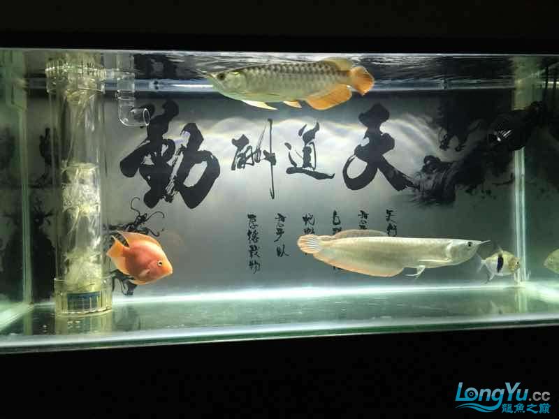 兩個(gè)月的變化靜靜的等待改變 白子球鯊魚 第6張