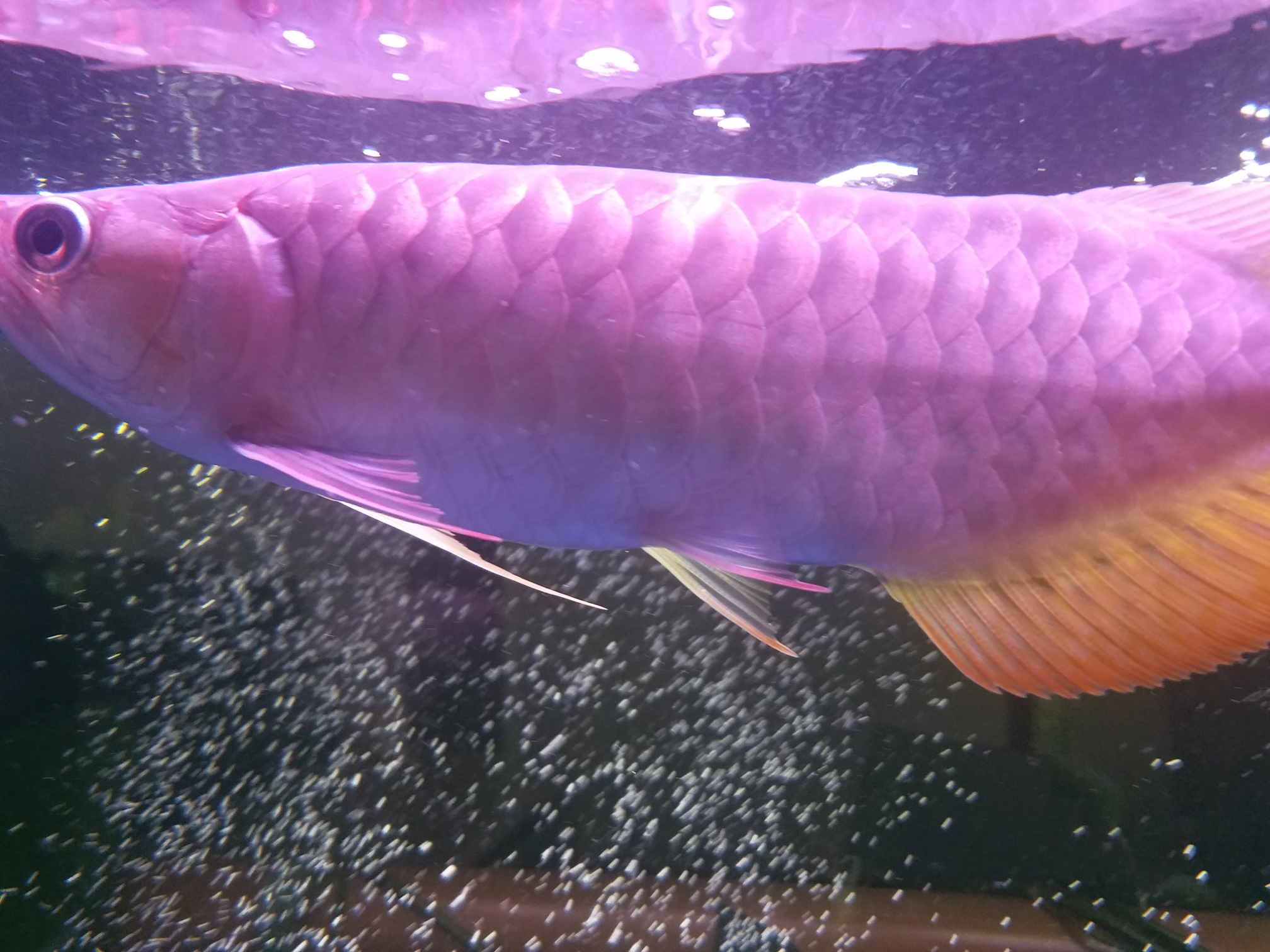 紅龍打架把魚(yú)鱗打掉了求大神支招 豹紋夫魚(yú)苗 第4張