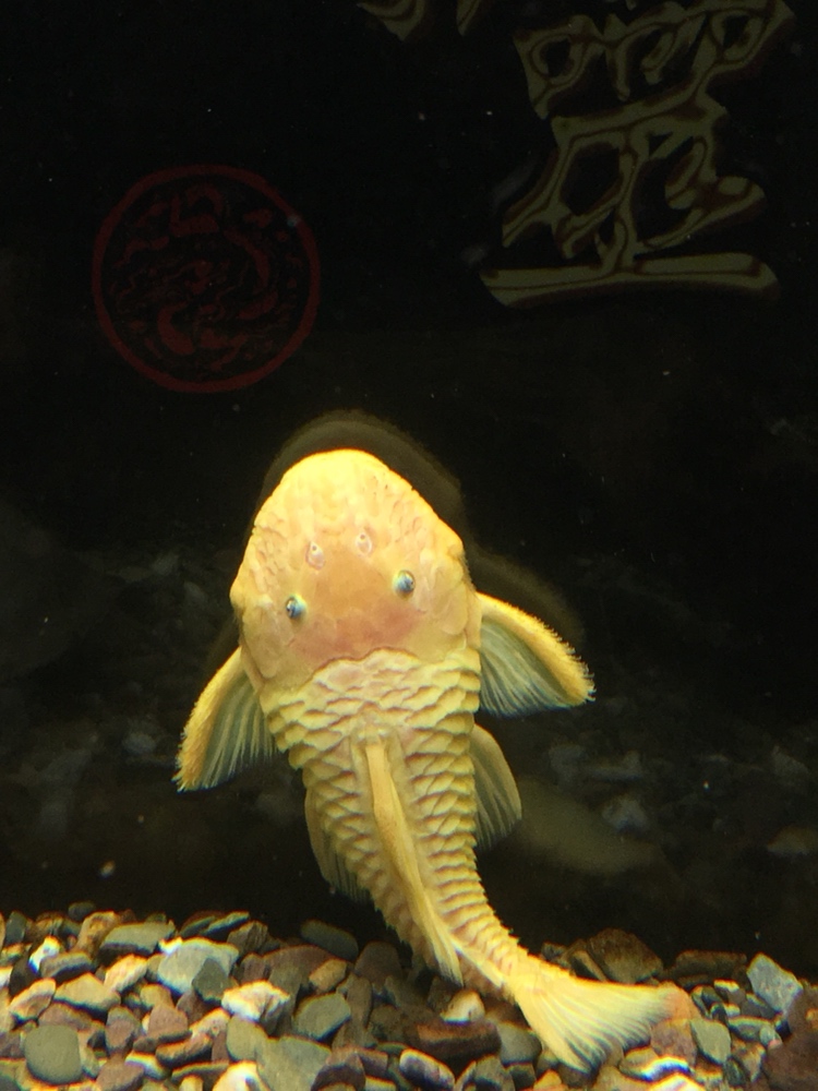 鐵嶺水族館野生黃金達(dá)摩 黃金達(dá)摩魚 第2張