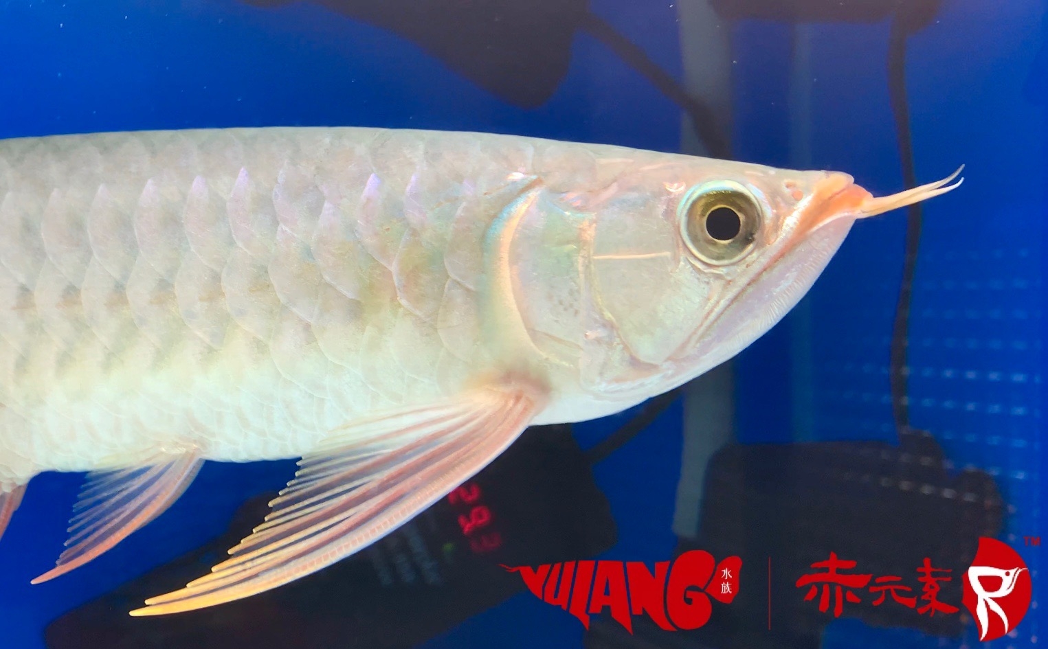 五一搞個(gè)小活動(dòng) 麥肯斯銀版魚 第2張