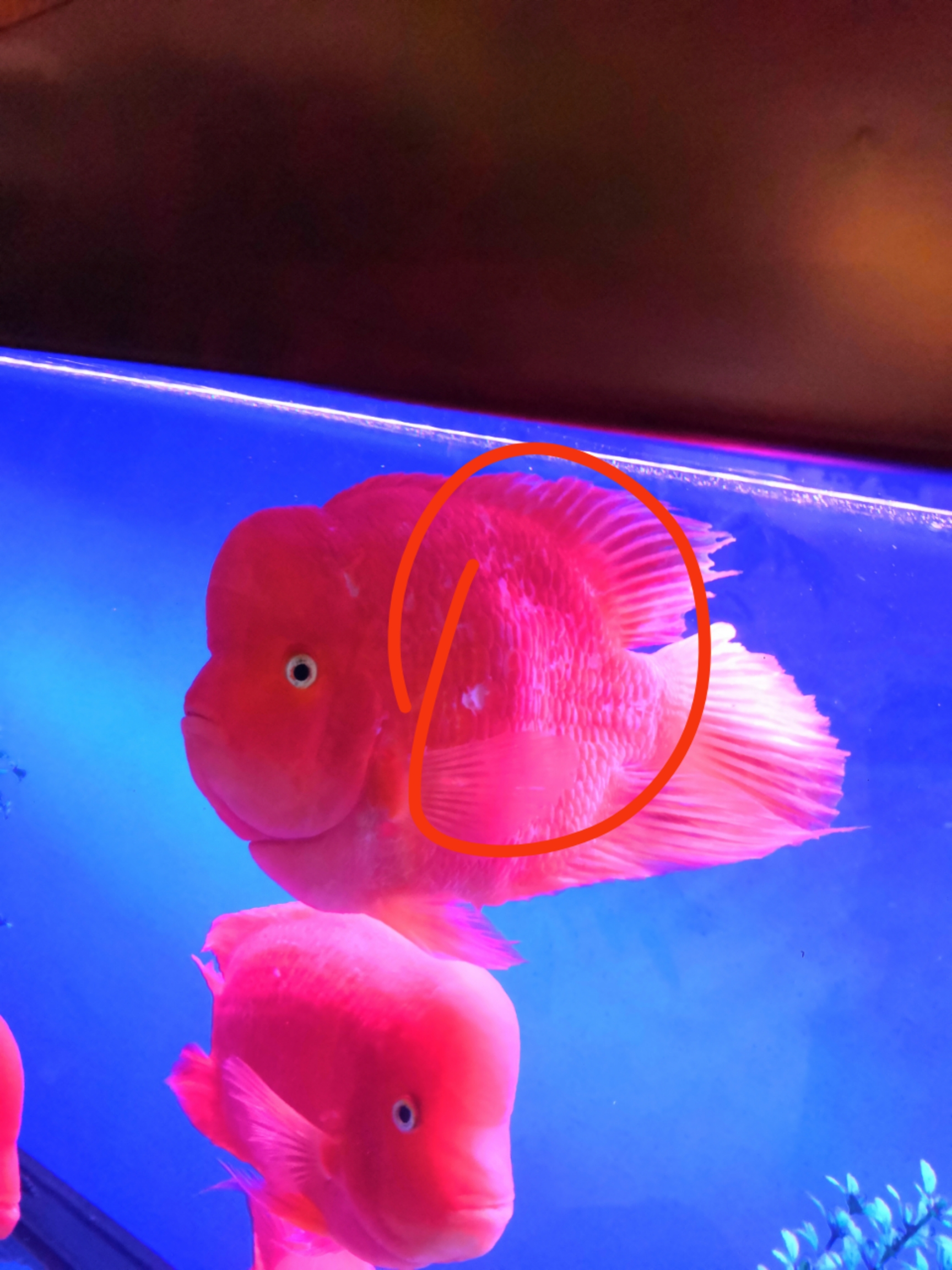 銅川水族館跪求大師指教