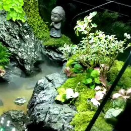 塔城水族館微自然Micronature 藍底過背金龍魚 第1張