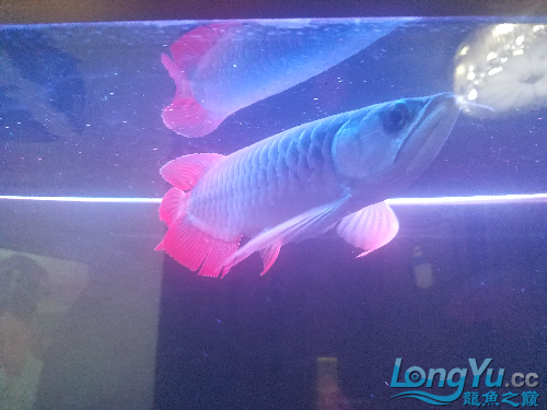 晉中水族館前輩請(qǐng)幫忙看看 祥龍傳奇品牌魚缸 第8張