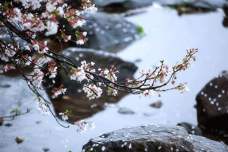 二十四節(jié)氣——谷雨 祥龍赫舞紅龍魚 第3張