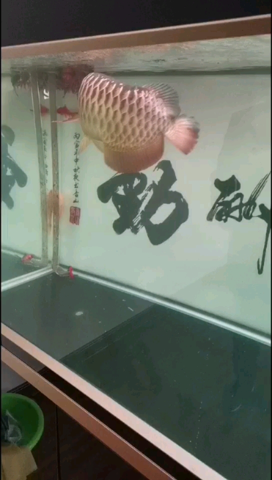 柳州觀賞魚市場和龍魚打個配合 觀賞魚市場（混養(yǎng)魚） 第1張