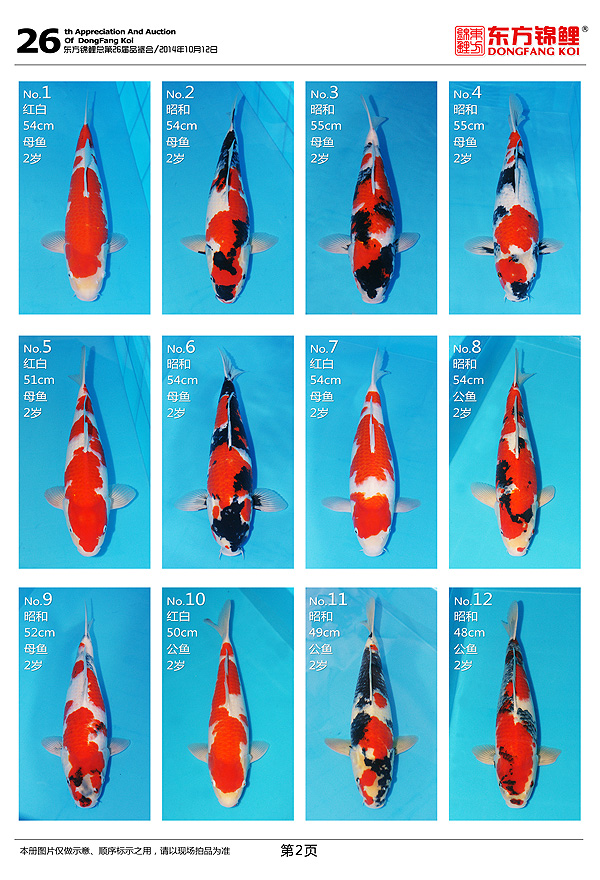 10月12日周日北京東方錦鯉2014秋季拍賣會部分魚照