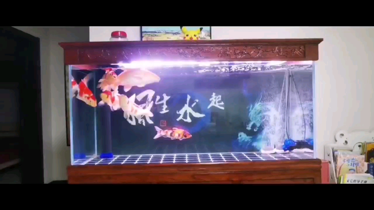 養(yǎng)魚人都勤勞 斑馬鴨嘴魚 第1張