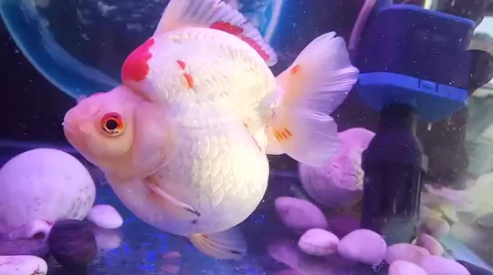 成都水族館鎏金 大正錦鯉魚 第1張