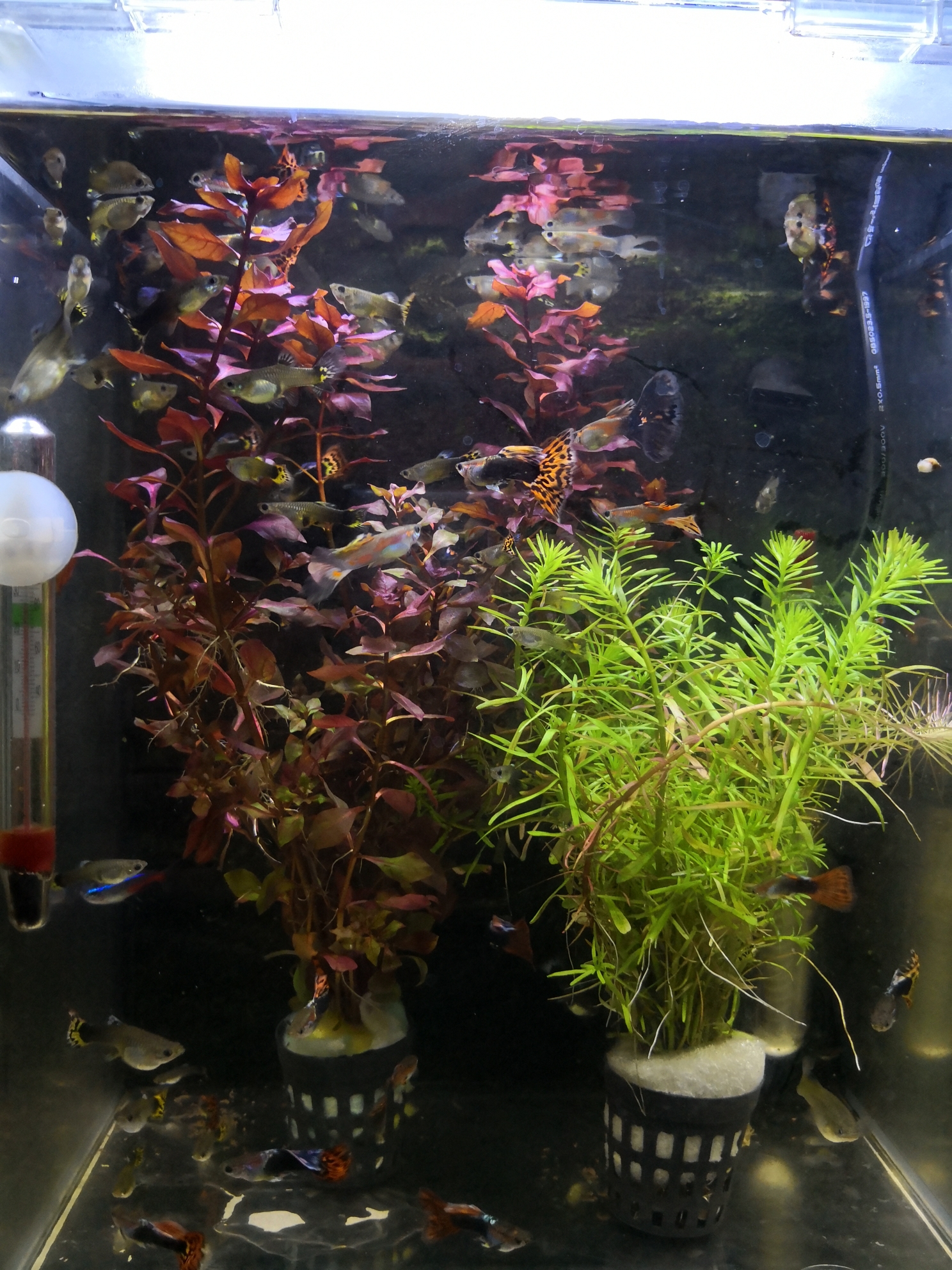 眉山觀賞魚市場兩顆水草三十 觀賞魚市場（混養(yǎng)魚） 第1張