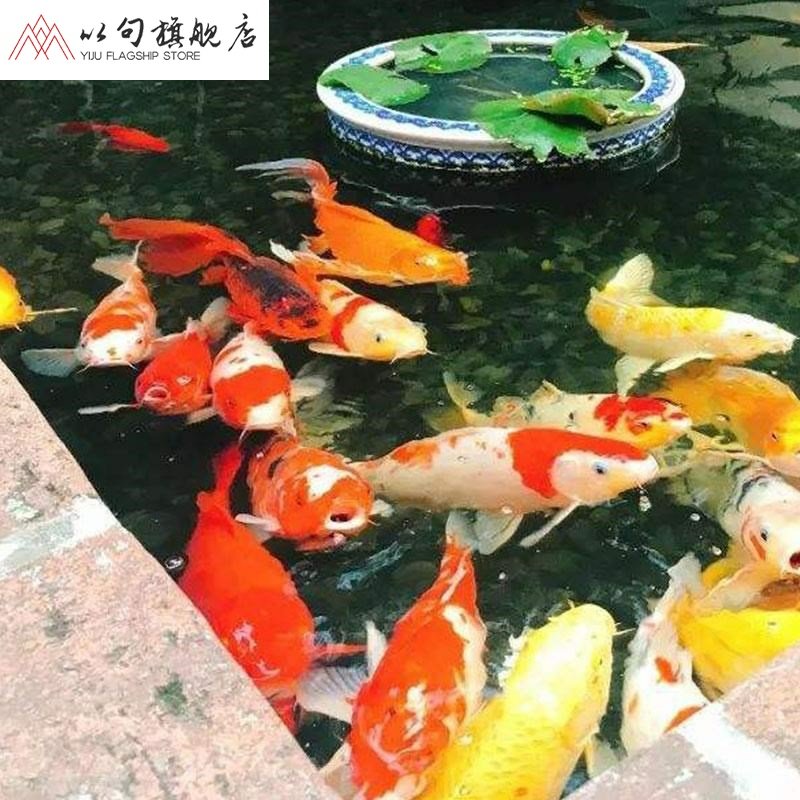 歡迎評論區(qū)留言說養(yǎng)魚界還有哪些狠人 PH調(diào)節(jié)劑 第3張