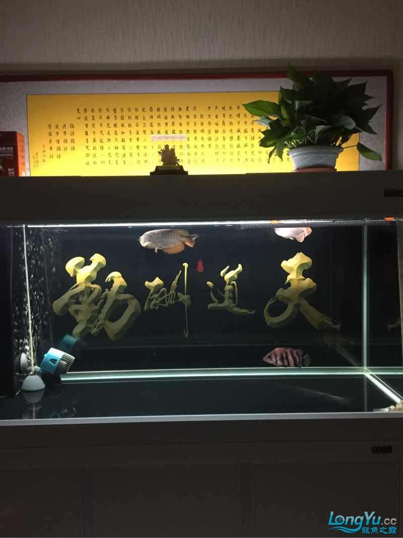 晚上曬魚(yú) 泰國(guó)雪鯽魚(yú) 第2張