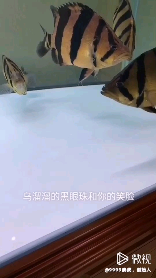 武漢觀賞魚市場感謝背鰭下這個點機緣巧合沒它回不來 觀賞魚市場（混養(yǎng)魚） 第1張