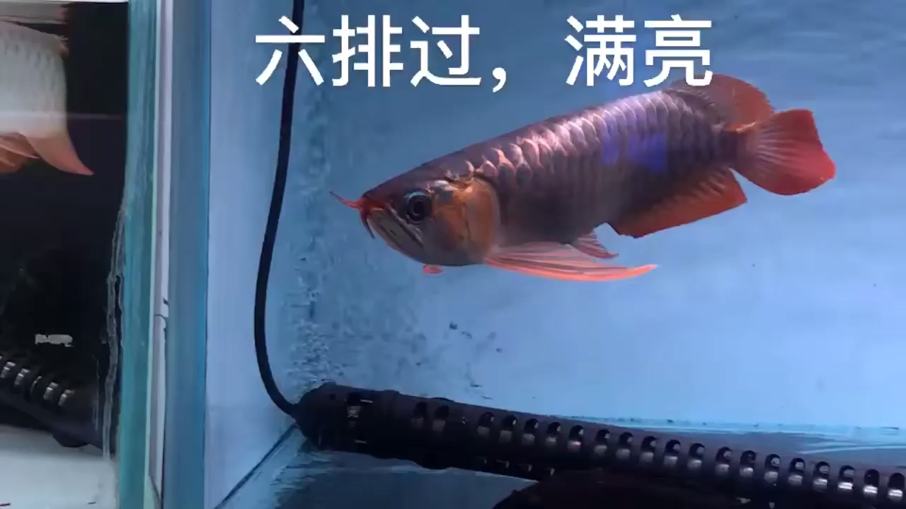 六排滿過蘇瓦鈉 魚缸等水族設(shè)備 第1張