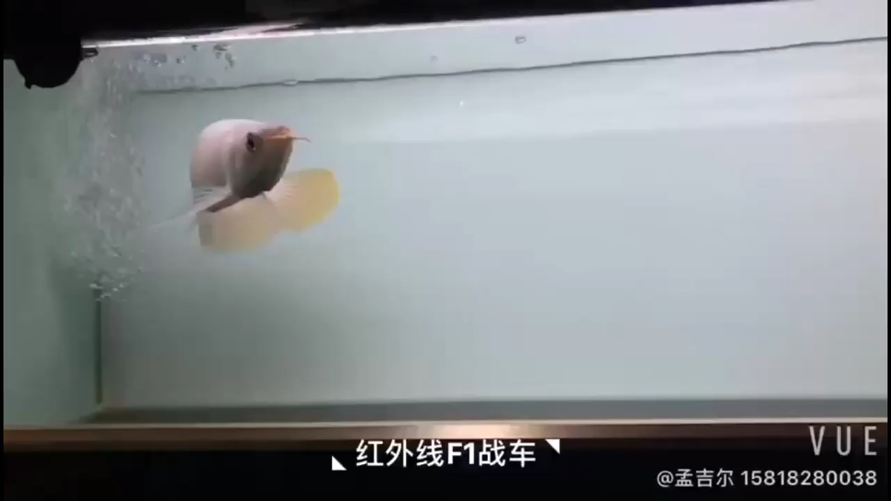 滄州水族館蒙吉爾精心挑選的紅外F1