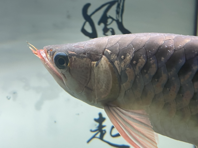 淮安觀賞魚市場求大神幫忙看看 觀賞魚市場（混養(yǎng)魚） 第2張