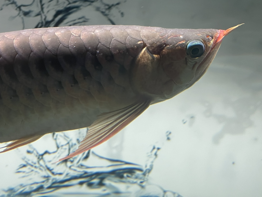 淮安觀賞魚市場求大神幫忙看看 觀賞魚市場（混養(yǎng)魚） 第3張