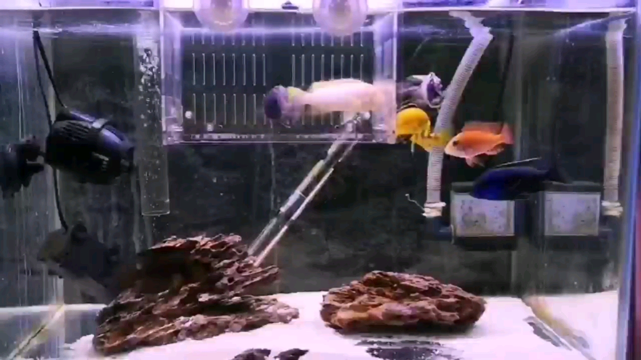 毫州水族館搶食 綠皮皇冠豹魚 第1張