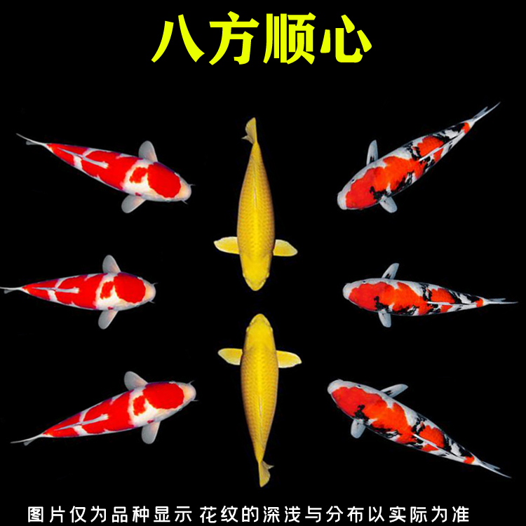 急急急尋求大佬幫助頭回養(yǎng)魚 高背金龍魚 第2張