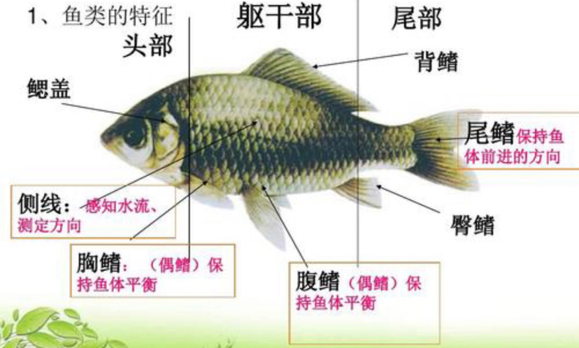 新余水族館魚的基本構(gòu)造及作用