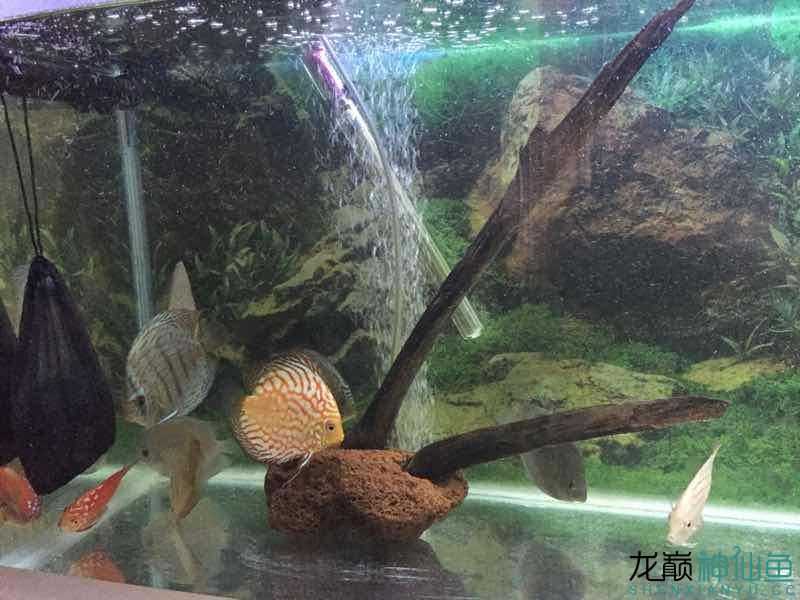 自制沉木造景 白子銀版魚苗 第1張