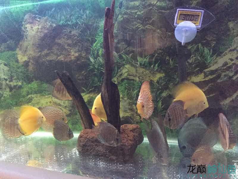 自制沉木造景 白子銀版魚苗 第6張