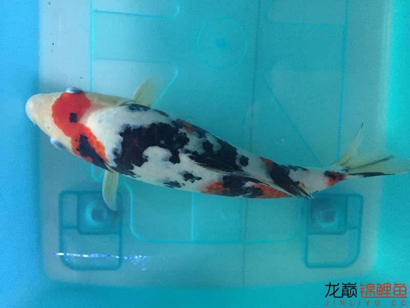 自貢觀賞魚市場路斷了可以繞道行 觀賞魚市場（混養(yǎng)魚） 第2張