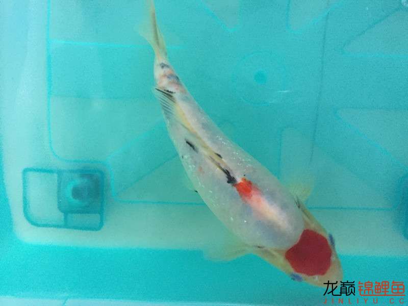 自貢觀賞魚市場路斷了可以繞道行 觀賞魚市場（混養(yǎng)魚） 第4張