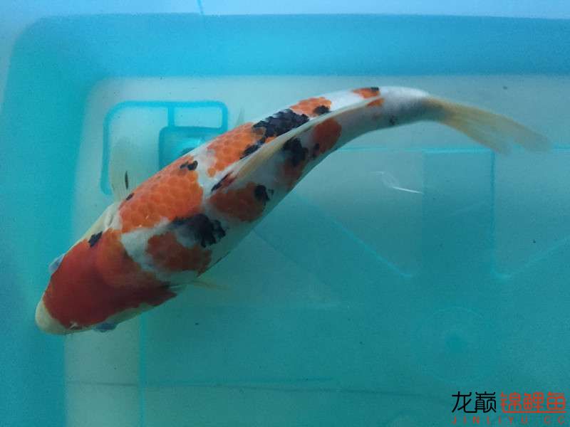 自貢觀賞魚市場路斷了可以繞道行 觀賞魚市場（混養(yǎng)魚） 第3張