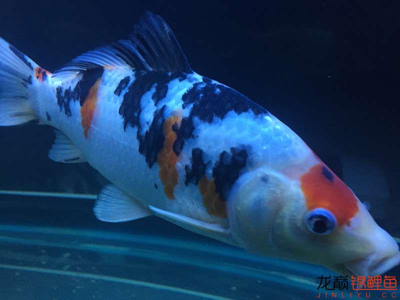 自貢觀賞魚市場路斷了可以繞道行 觀賞魚市場（混養(yǎng)魚） 第9張