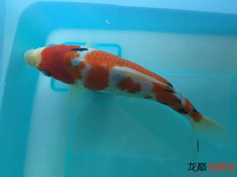 自貢觀賞魚市場路斷了可以繞道行 觀賞魚市場（混養(yǎng)魚） 第7張